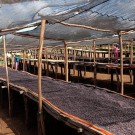 Etiopia, Sidamo, Bombe thumbnail