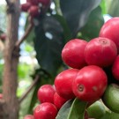 Kenya, Central Region, Kibugu, Embu thumbnail