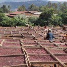 Etiopia, Yirgacheffe, Wogida thumbnail