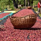 Etiopia, Sidamo, Bombe thumbnail