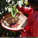 Etiopia, Yirgacheffe, Wogida thumbnail