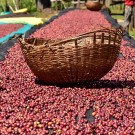 Etiopia, Yirgacheffe, Wogida thumbnail