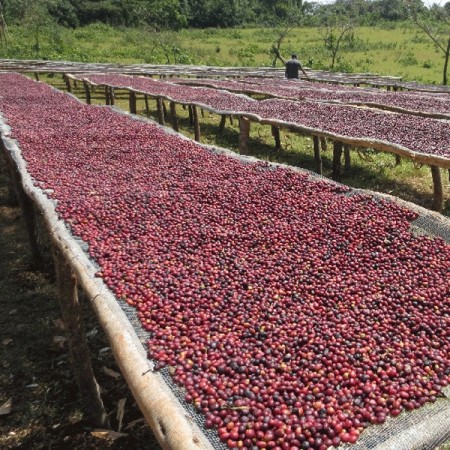 Etiopia Yirgacheffe Konga Gr1