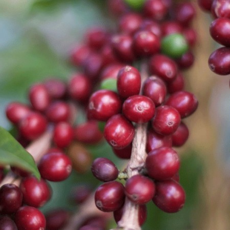 Colomiba, Huila, La Plata
