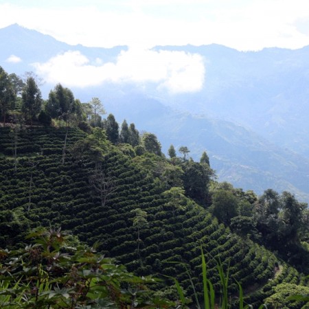 Colombia, Finca Agua Linda