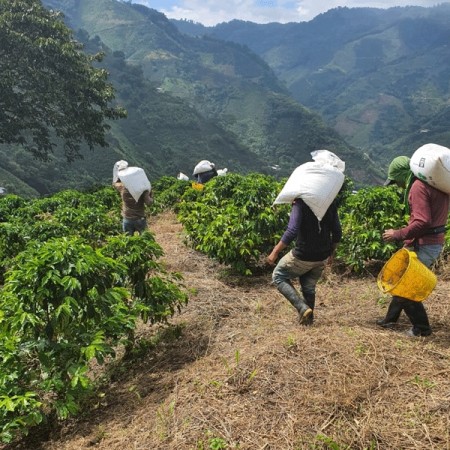 Colombia, Huila, Finca Monteblanco -