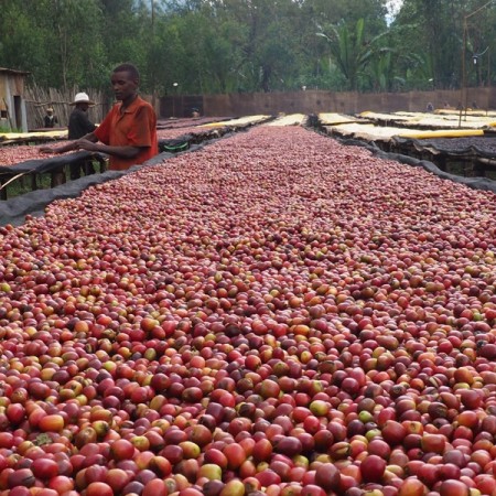 Etiopia, Yirgacheffe, Idido