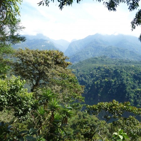 Guatemala, Antigua Valley, Santa Clara Estate